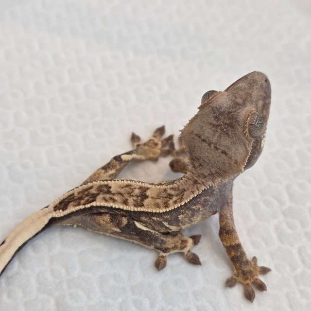 노멀 풀핀 핀스트라이프 트라이 익스트림할리퀸