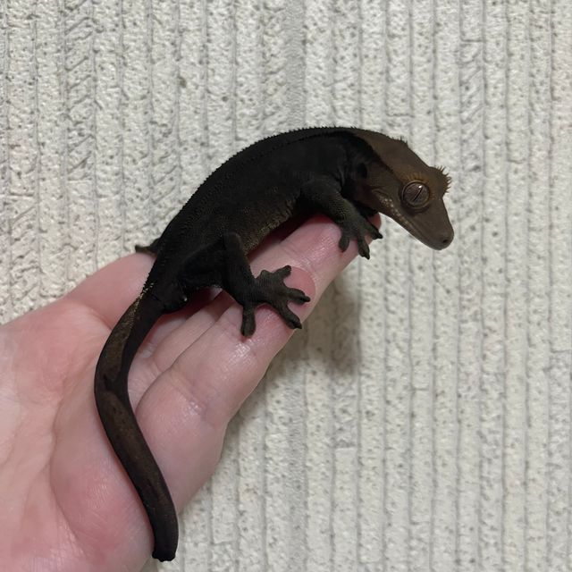 챠콜 알티