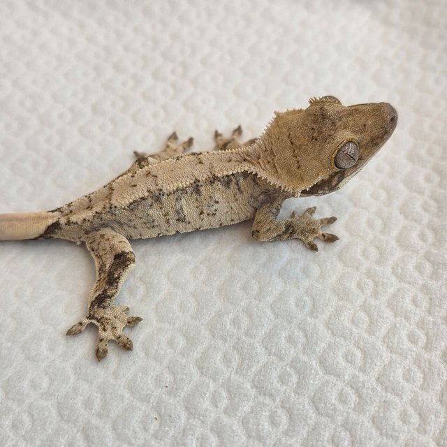 노멀 트라이 익스트림할리퀸