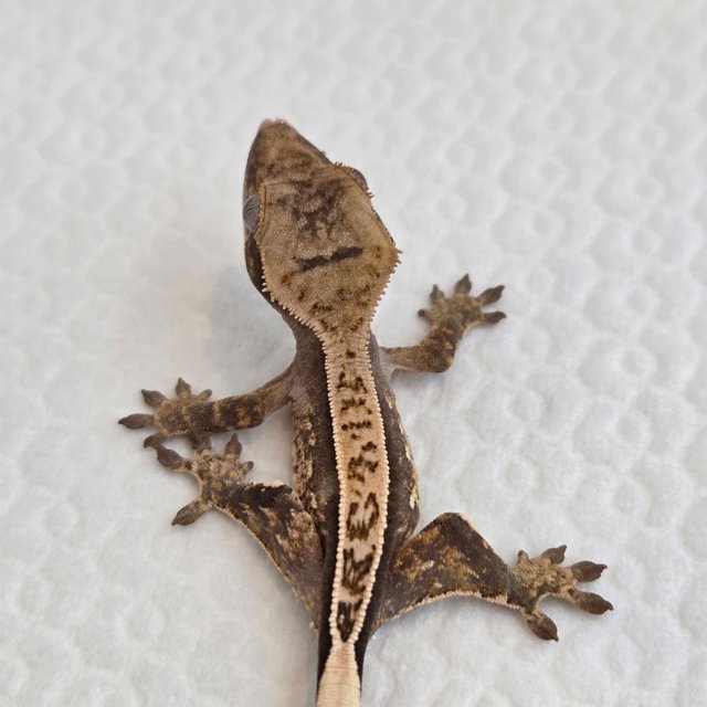 쿼드 풀핀 핀스트라이프 노멀