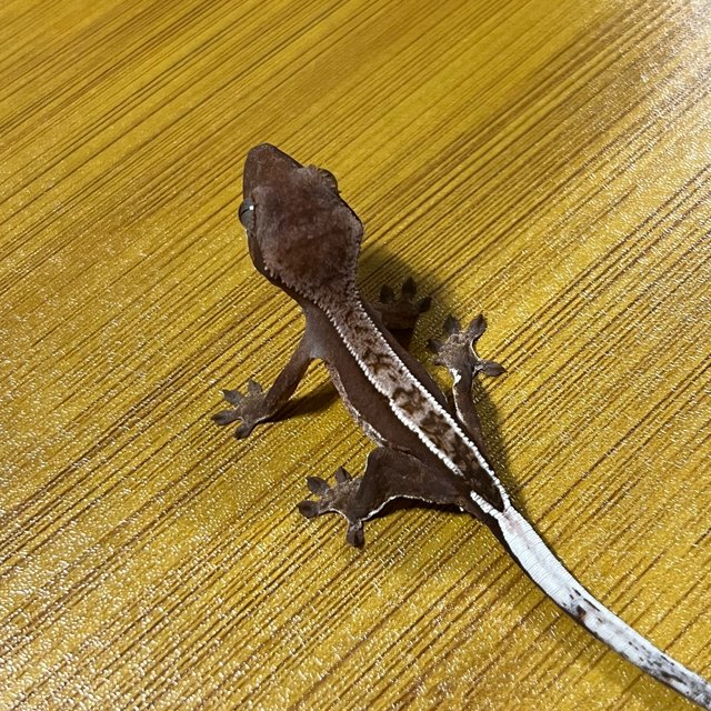 노멀 쿼드 핀스트라이프