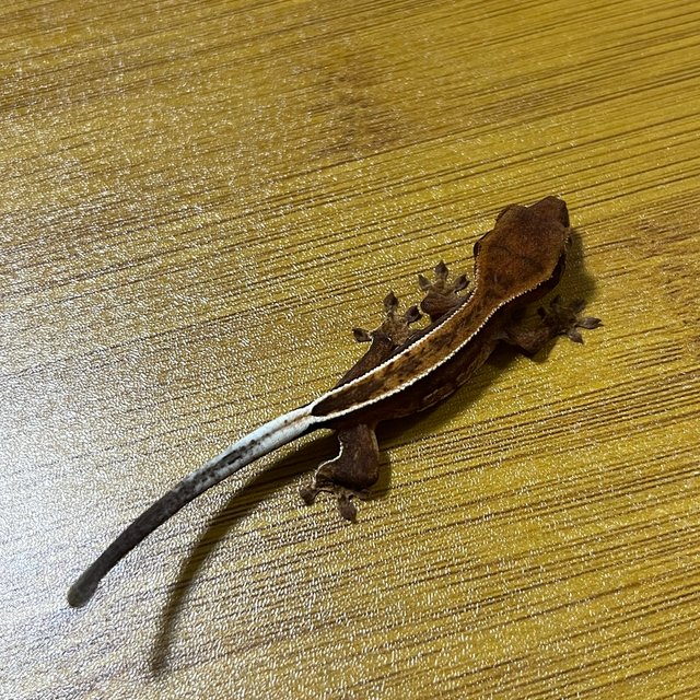 쿼드 풀핀 핀스트라이프 노멀