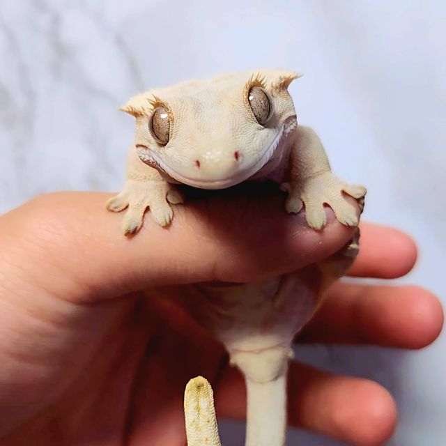 크림시클 크림