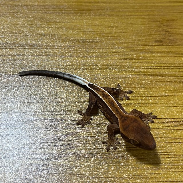 쿼드 풀핀 핀스트라이프 노멀