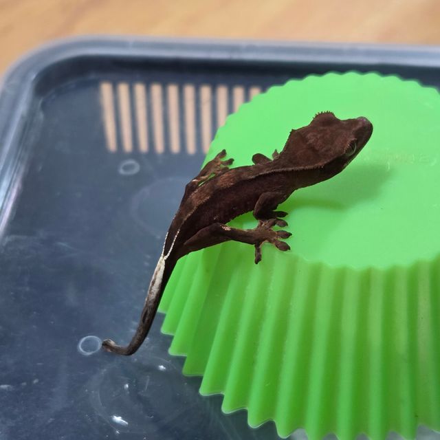 팬텀 블랙 챠콜