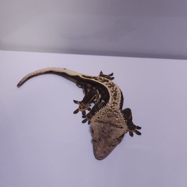 쿼드 풀핀 핀스트라이프 다크