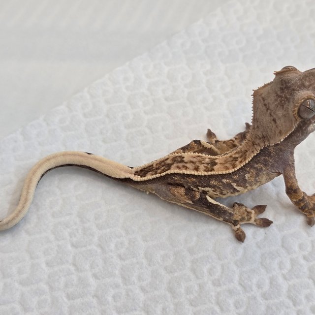 노멀 풀핀 핀스트라이프 트라이 익스트림할리퀸