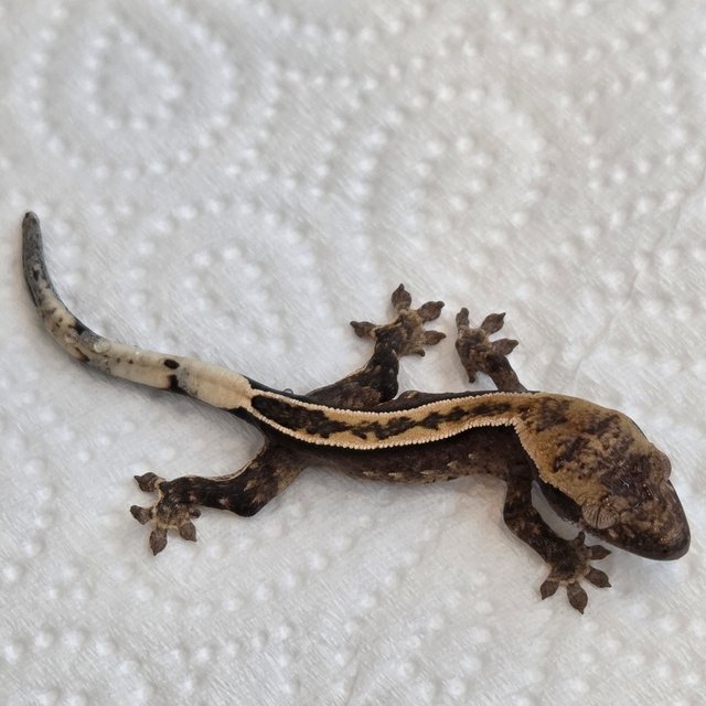 노멀 슈퍼스트라이프 엠티백 풀핀 쿼드