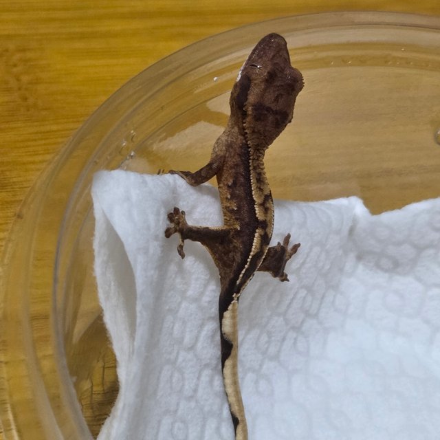 노멀 100%헷아잔틱