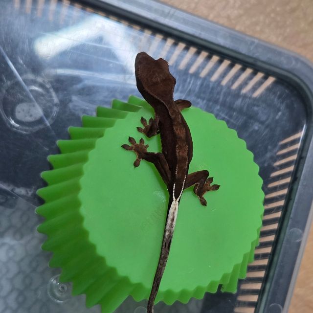 팬텀 블랙 챠콜
