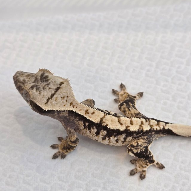 노멀 트라이 익스트림할리퀸