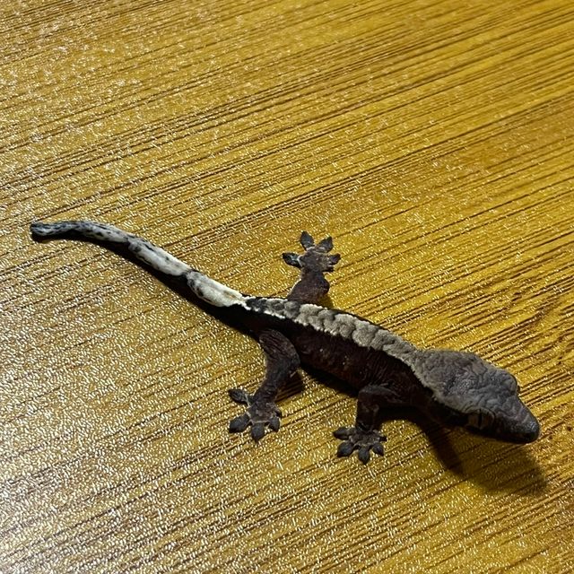 챠콜 익스트림할리퀸