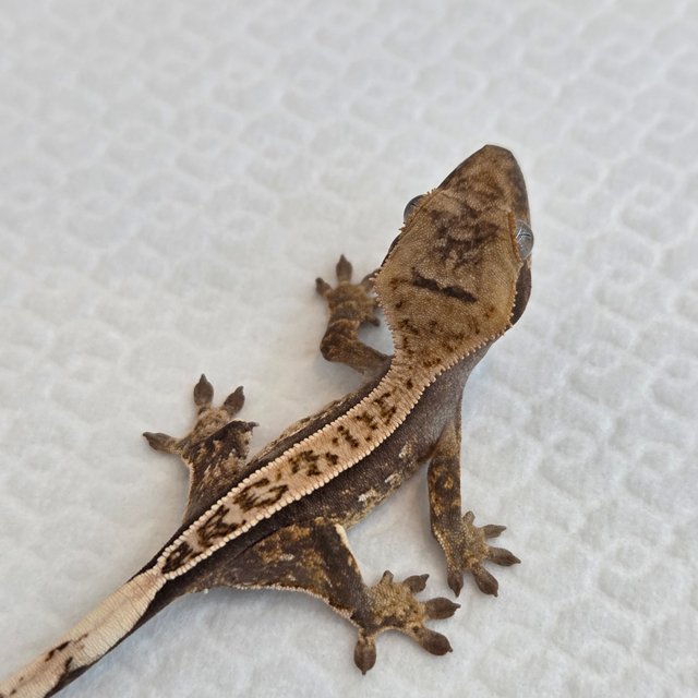 쿼드 풀핀 핀스트라이프 노멀