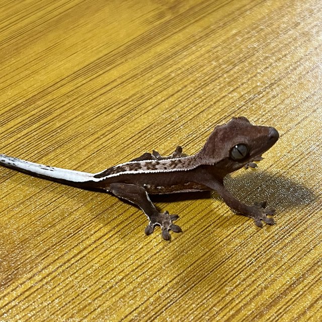 노멀 쿼드 핀스트라이프