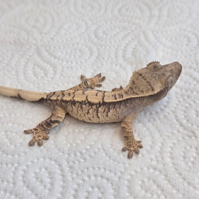 노멀 트라이 익스트림할리퀸