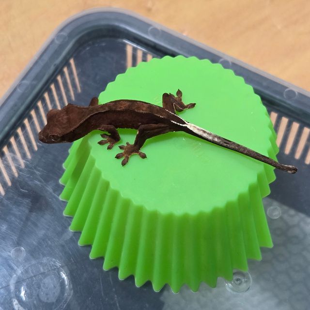 팬텀 블랙 챠콜