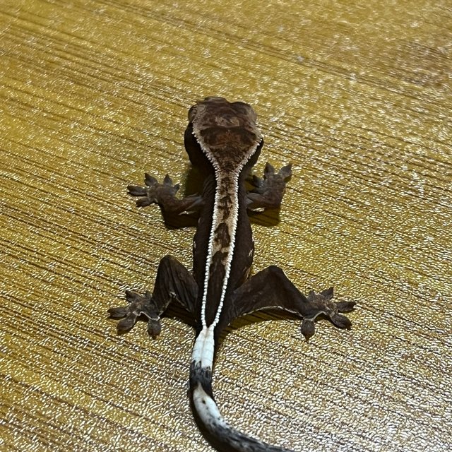 100%헷아잔틱 쿼드 풀핀 핀스트라이프