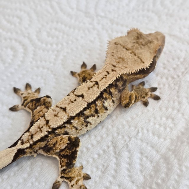 노멀 트라이 익스트림할리퀸