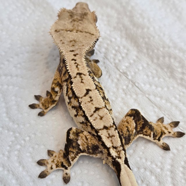 노멀 트라이 익스트림할리퀸