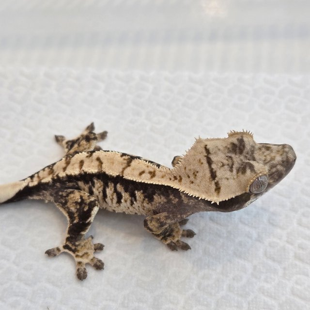 노멀 트라이 익스트림할리퀸