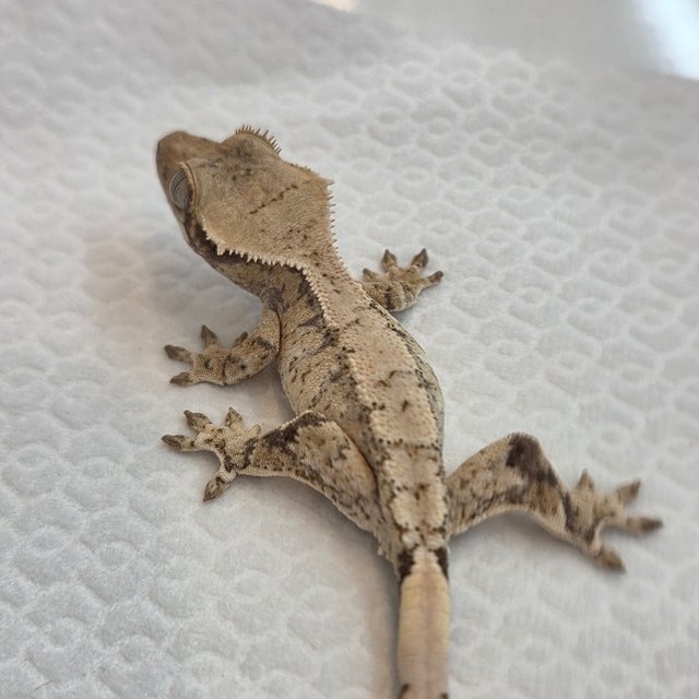 노멀 트라이 익스트림할리퀸