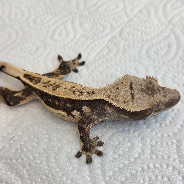 노멀 쿼드 풀핀 핀스트라이프