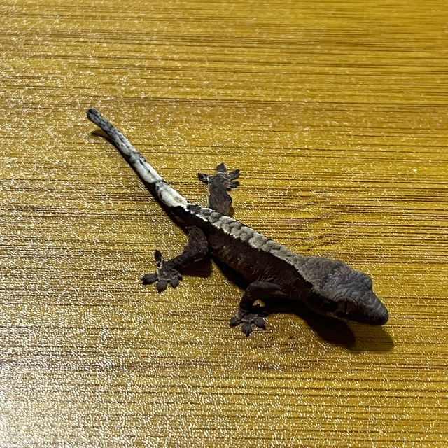 챠콜 익스트림할리퀸