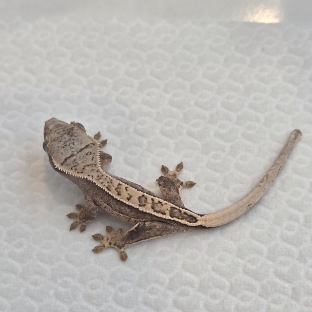 노멀 쿼드 풀핀 핀스트라이프