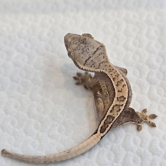 노멀 쿼드 풀핀 핀스트라이프