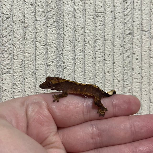 익스트림할리퀸 챠콜