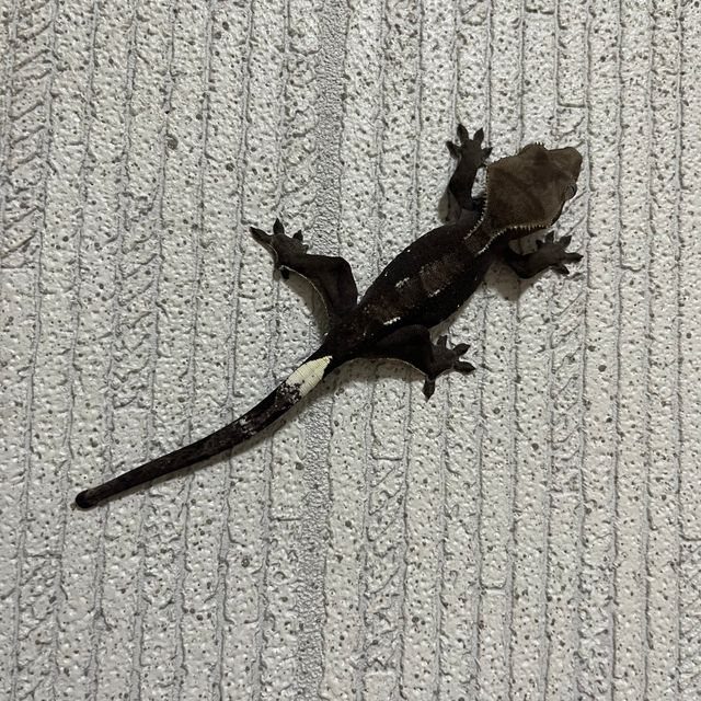 아잔틱