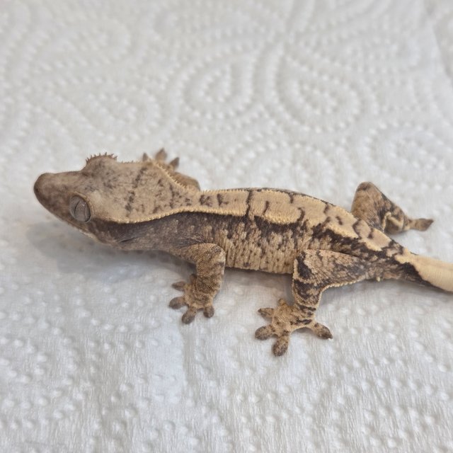 노멀 트라이 익스트림할리퀸