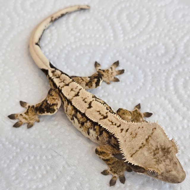 노멀 트라이 익스트림할리퀸