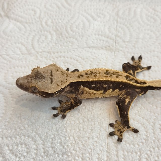 노멀 쿼드 풀핀 핀스트라이프