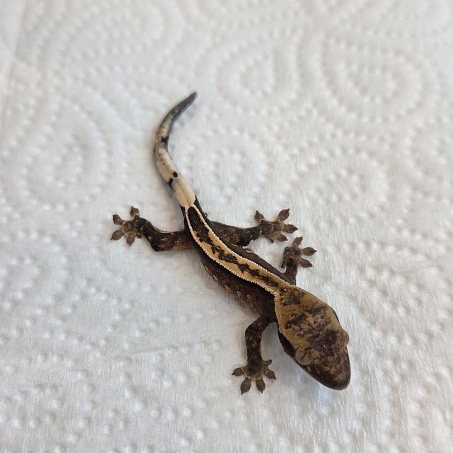 노멀 슈퍼스트라이프 엠티백 풀핀 쿼드