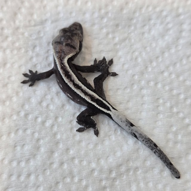 풀핀 화이트핀 아잔틱