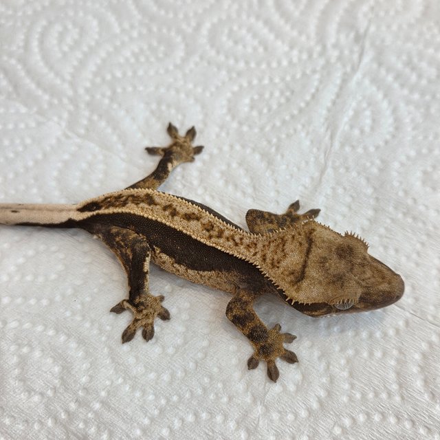 노멀 쿼드 풀핀 핀스트라이프 100%헷아잔틱