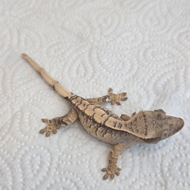 노멀 트라이 익스트림할리퀸