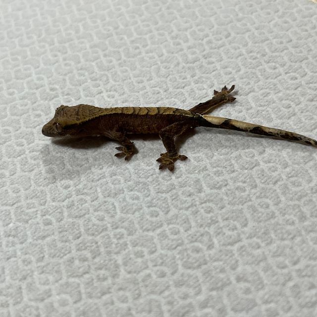 익스트림할리퀸
