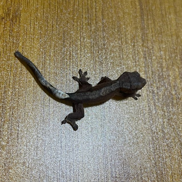 챠콜