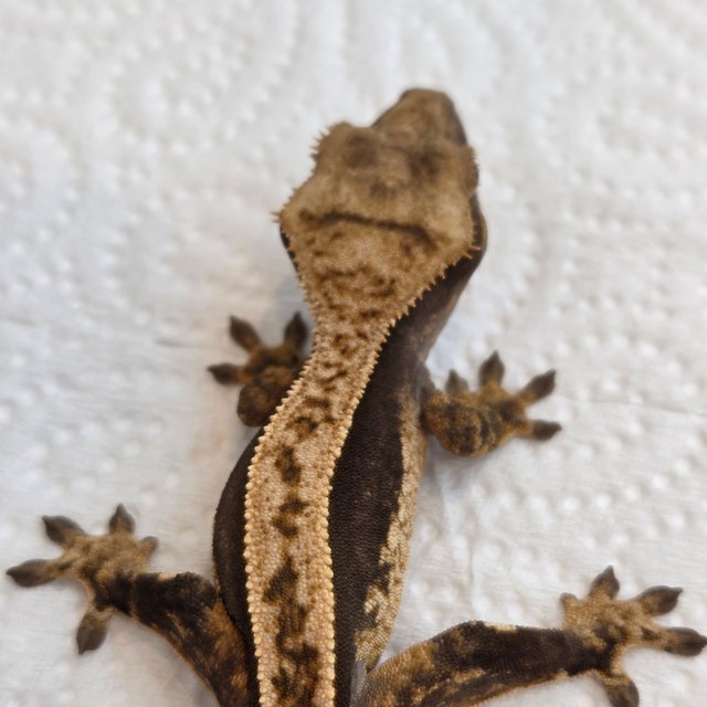 노멀 쿼드 풀핀 핀스트라이프 100%헷아잔틱