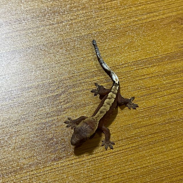 익스트림할리퀸