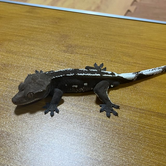 아잔틱 화이트핀