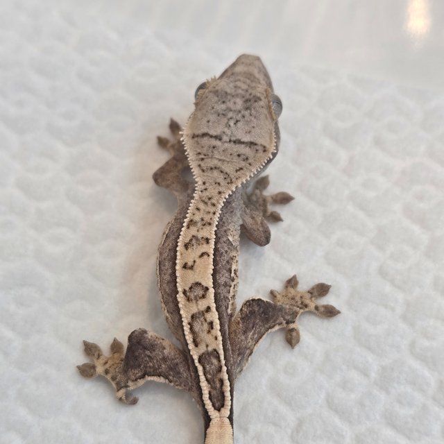 노멀 쿼드 풀핀 핀스트라이프