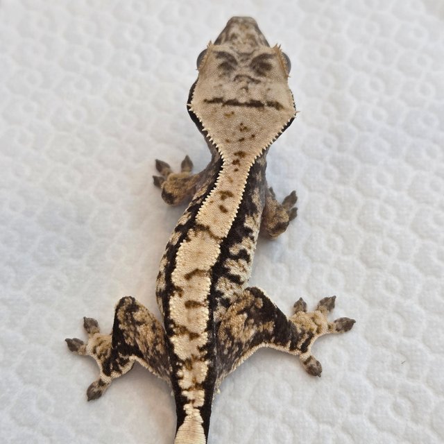 노멀 트라이 익스트림할리퀸