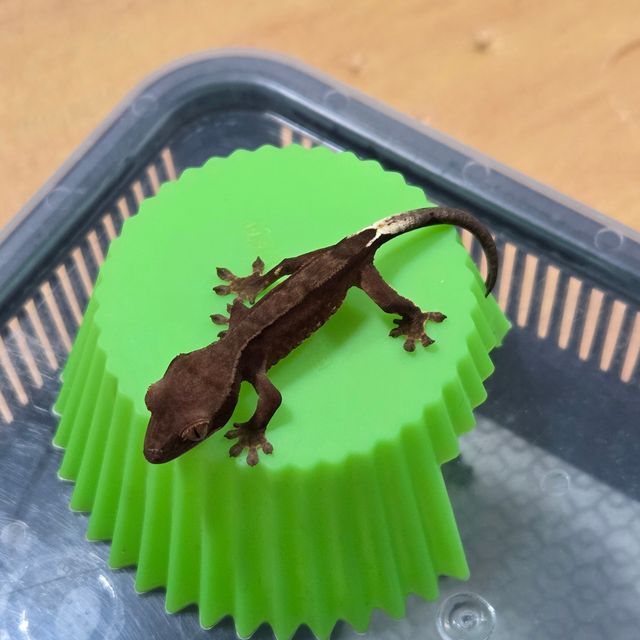 팬텀 블랙 챠콜