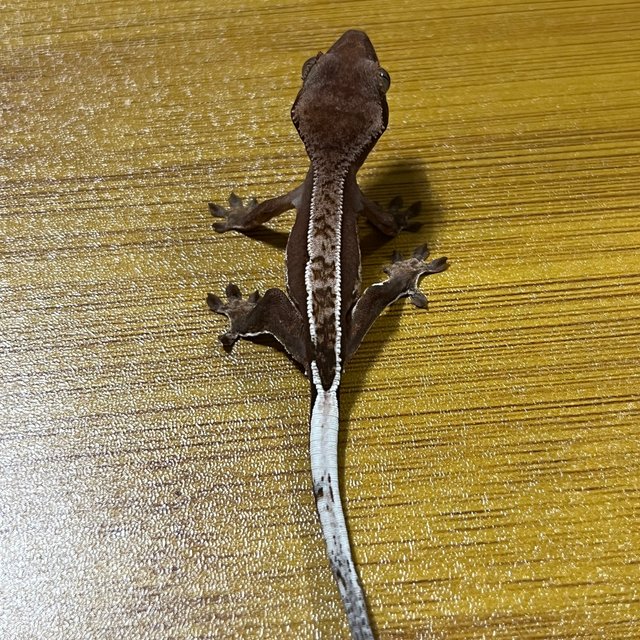 노멀 쿼드 핀스트라이프