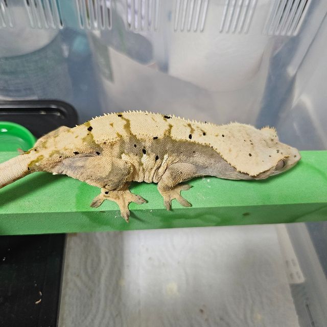 노멀 카푸치노 프라푸치노 트라이 익스트림할리퀸 RCK