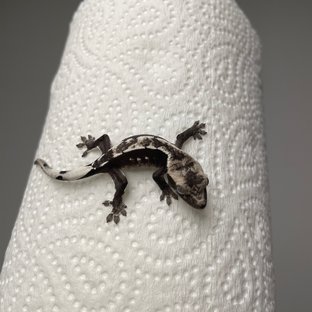 아잔틱