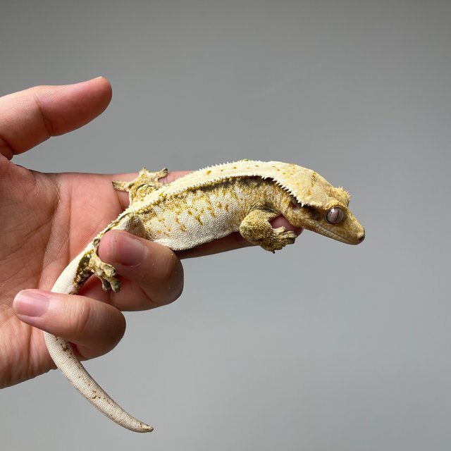 노멀 화이트 풀핀